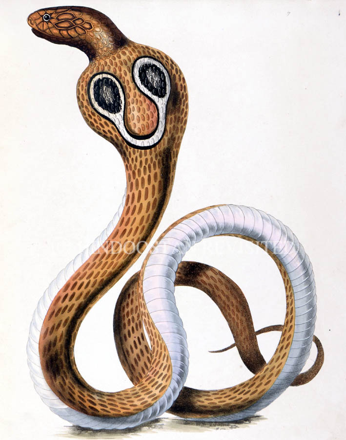 /data/Original Prints/Natural History/THE COBRA DE CAPELLO OR HOODED SNAKE OF HINDOSTAN.jpg